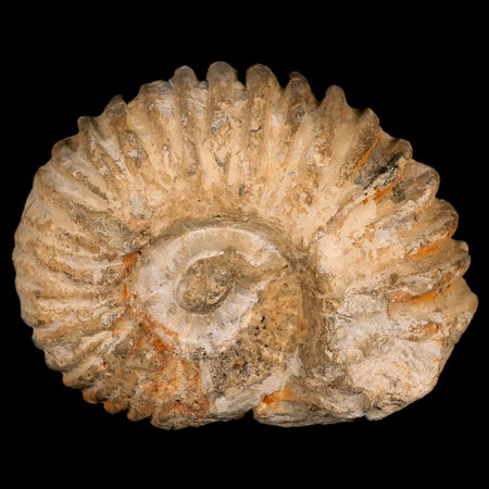3.9" Acanthoceras Ammonite Fossil Agadir Morocco 360 Million Year Old COA