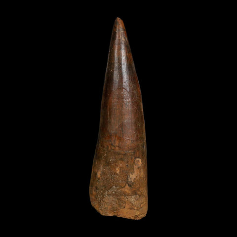 XL 4" Spinosaurus Fossil Tooth 100 Million Years Old Cretaceous Dinosaur COA