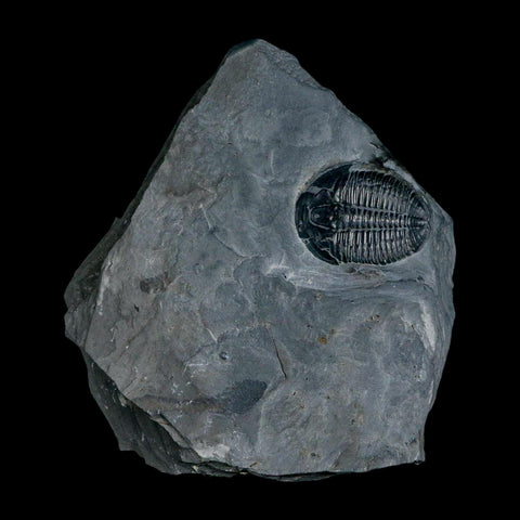 XL 1.4" Elrathia Kingi Trilobite Fossil In Matrix House Range Utah Cambrian Age COA - Fossil Age Minerals