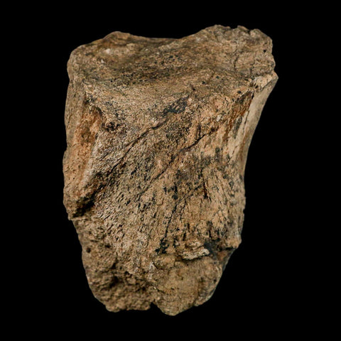 3.9" Triceratops Fossil Limb Bone Lance Creek FM Cretaceous Dinosaur WY COA Stand