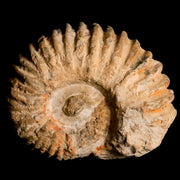 3.9" Acanthoceras Ammonite Fossil Agadir Morocco 360 Million Year Old COA