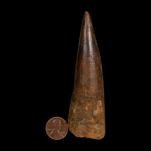 XL 4" Spinosaurus Fossil Tooth 100 Million Years Old Cretaceous Dinosaur COA
