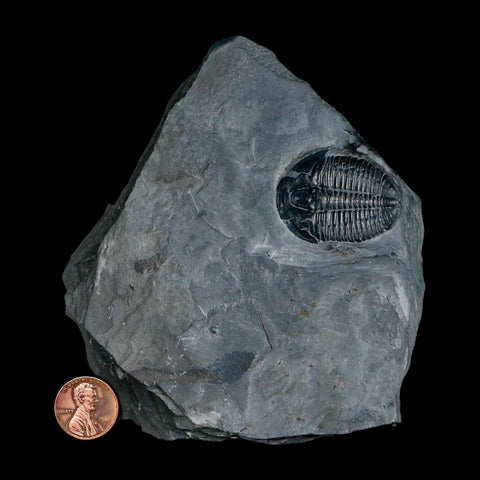 XL 1.4" Elrathia Kingi Trilobite Fossil In Matrix House Range Utah Cambrian Age COA - Fossil Age Minerals