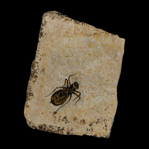 0.8" Dragonfly Larvae Fossil Libellula Doris Plate Upper Miocene Piedmont Italy Display