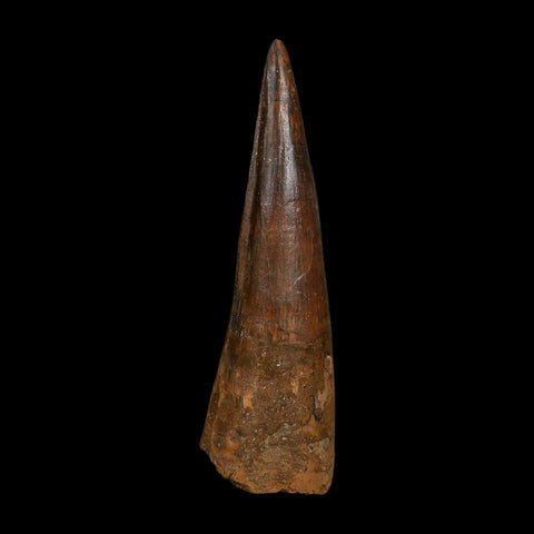 XL 4" Spinosaurus Fossil Tooth 100 Million Years Old Cretaceous Dinosaur COA