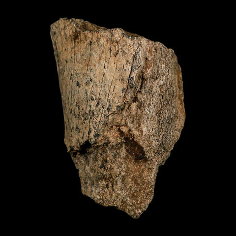 3.9" Triceratops Fossil Limb Bone Lance Creek FM Cretaceous Dinosaur WY COA Stand