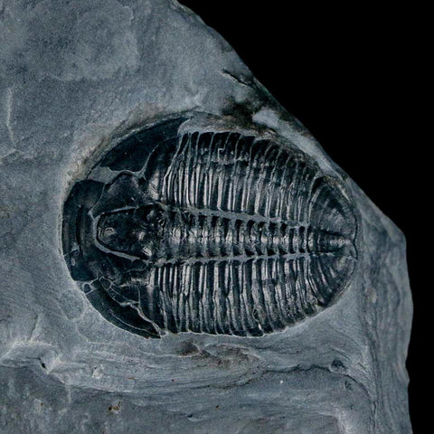 XL 1.4" Elrathia Kingi Trilobite Fossil In Matrix House Range Utah Cambrian Age COA - Fossil Age Minerals