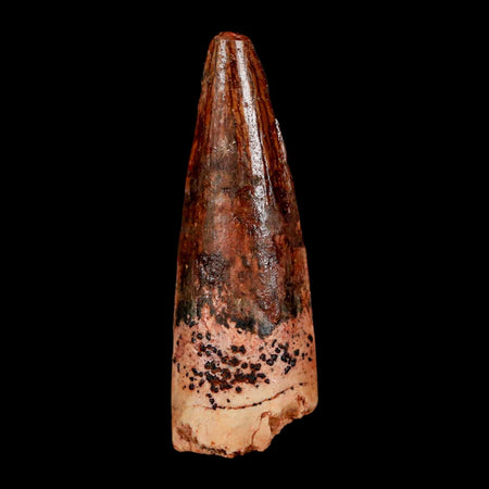 1.6" Spinosaurus Fossil Tooth 100 Million Years Old Cretaceous Dinosaur COA Stand