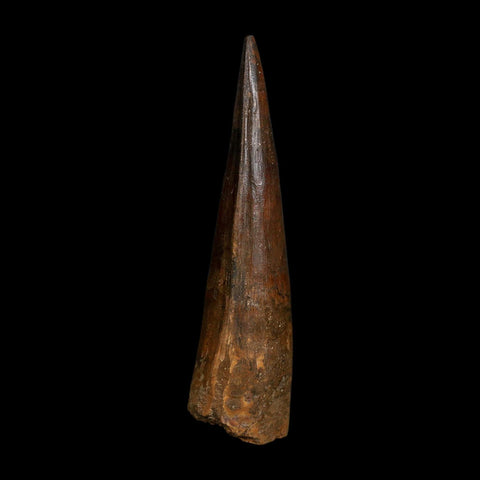 XL 4" Spinosaurus Fossil Tooth 100 Million Years Old Cretaceous Dinosaur COA