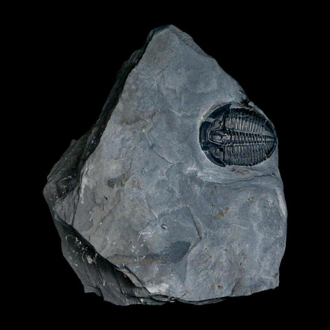 XL 1.4" Elrathia Kingi Trilobite Fossil In Matrix House Range Utah Cambrian Age COA - Fossil Age Minerals