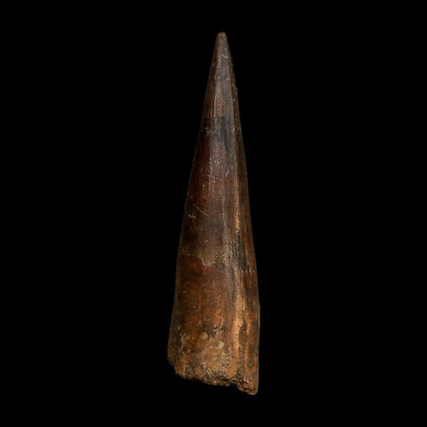 XL 4" Spinosaurus Fossil Tooth 100 Million Years Old Cretaceous Dinosaur COA