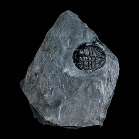 XL 1.4" Elrathia Kingi Trilobite Fossil In Matrix House Range Utah Cambrian Age COA - Fossil Age Minerals