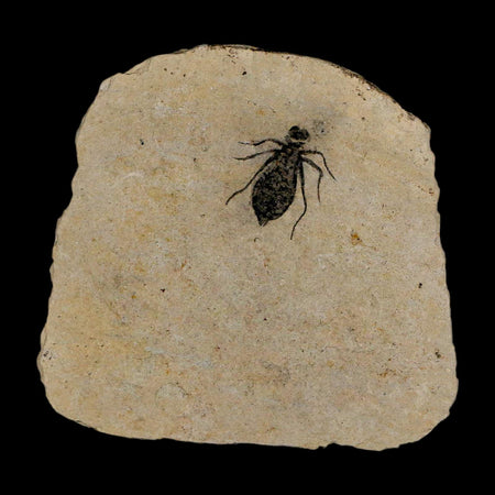 0.8" Dragonfly Larvae Fossil Libellula Doris Plate Upper Miocene Piedmont Italy Display