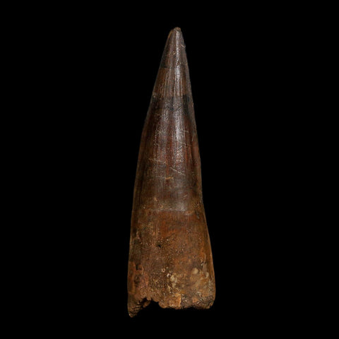 XL 4" Spinosaurus Fossil Tooth 100 Million Years Old Cretaceous Dinosaur COA