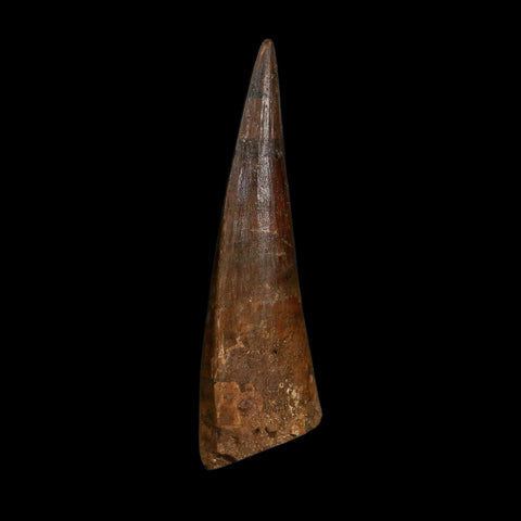 XL 4" Spinosaurus Fossil Tooth 100 Million Years Old Cretaceous Dinosaur COA