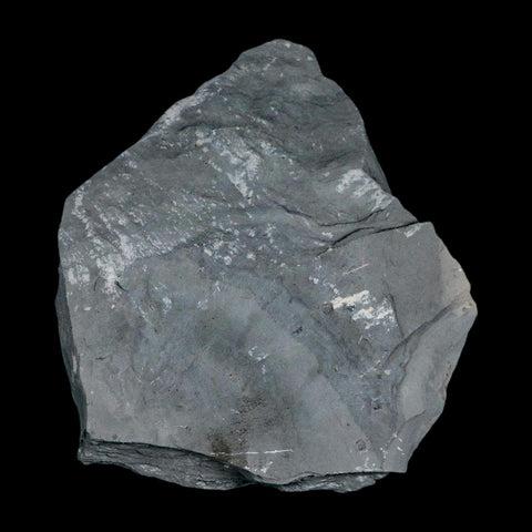 XL 1.4" Elrathia Kingi Trilobite Fossil In Matrix House Range Utah Cambrian Age COA - Fossil Age Minerals