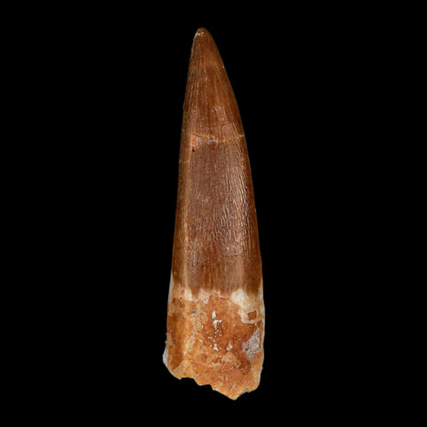 1.8" Plesiosaur Zarafasaura Tooth Fossil Cretaceous Dinosaur Era COA, Stand - Fossil Age Minerals