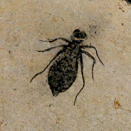 0.8" Dragonfly Larvae Fossil Libellula Doris Plate Upper Miocene Piedmont Italy Display