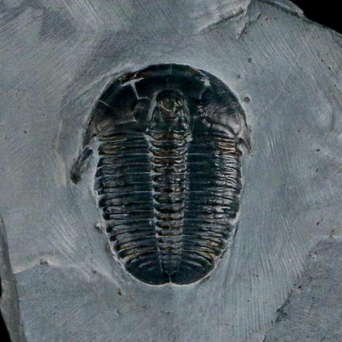 XL 1.4" Elrathia Kingi Trilobite Fossil In Matrix House Range Utah Cambrian Age COA - Fossil Age Minerals