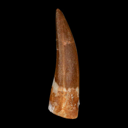 1.8" Plesiosaur Zarafasaura Tooth Fossil Cretaceous Dinosaur Era COA, Stand