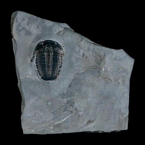 XL 1.4" Elrathia Kingi Trilobite Fossil In Matrix House Range Utah Cambrian Age COA - Fossil Age Minerals