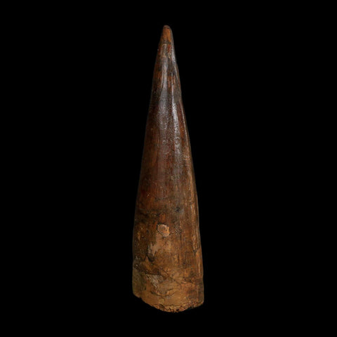 XL 4" Spinosaurus Fossil Tooth 100 Million Years Old Cretaceous Dinosaur COA