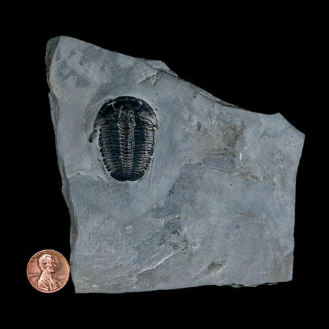 XL 1.4" Elrathia Kingi Trilobite Fossil In Matrix House Range Utah Cambrian Age COA - Fossil Age Minerals