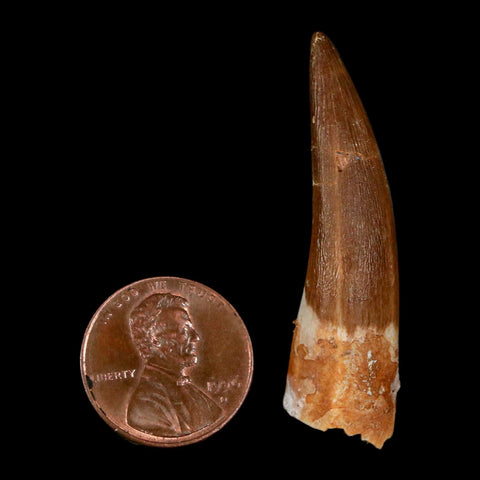 1.8" Plesiosaur Zarafasaura Tooth Fossil Cretaceous Dinosaur Era COA, Stand - Fossil Age Minerals