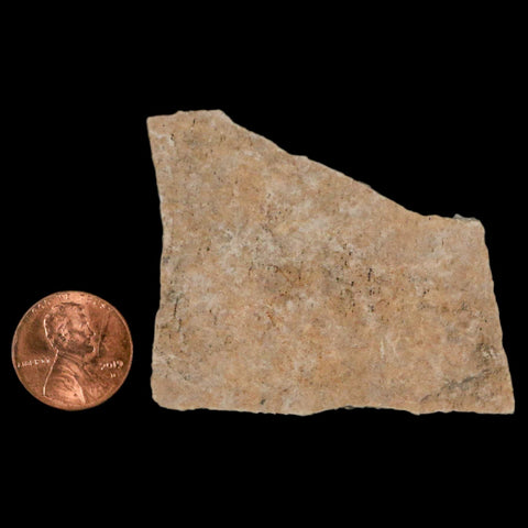 2.2" Elephant Bird Aepyornis Maximus Egg Shell Specimen Late Pleistocene Madagascar - Fossil Age Minerals