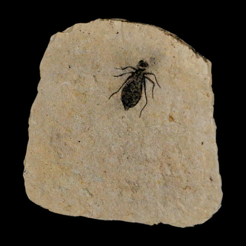 0.8" Dragonfly Larvae Fossil Libellula Doris Plate Upper Miocene Piedmont Italy Display