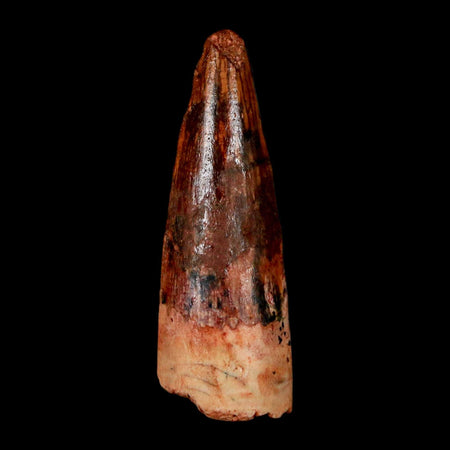 1.6" Spinosaurus Fossil Tooth 100 Million Years Old Cretaceous Dinosaur COA Stand