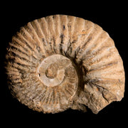 4.4" Acanthoceras Ammonite Fossil Agadir Morocco 360 Million Year Old COA
