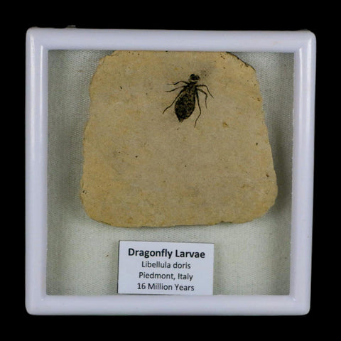 0.8" Dragonfly Larvae Fossil Libellula Doris Plate Upper Miocene Piedmont Italy Display