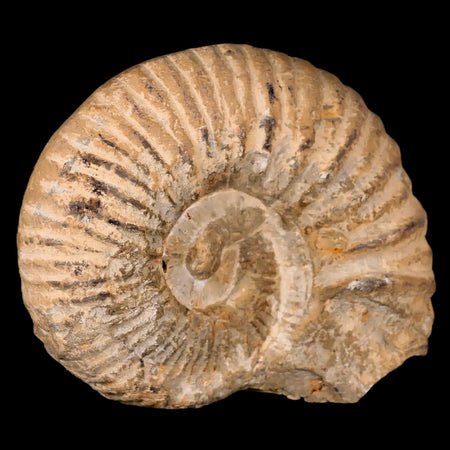 4.4" Acanthoceras Ammonite Fossil Agadir Morocco 360 Million Year Old COA