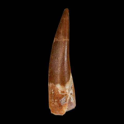 1.8" Plesiosaur Zarafasaura Tooth Fossil Cretaceous Dinosaur Era COA, Stand - Fossil Age Minerals