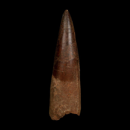 XL 4" Spinosaurus Fossil Tooth 100 Million Years Old Cretaceous Dinosaur COA