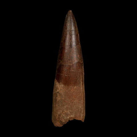 XL 4" Spinosaurus Fossil Tooth 100 Million Years Old Cretaceous Dinosaur COA