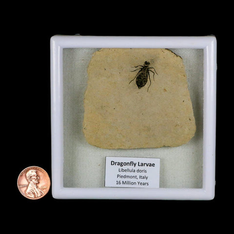0.8" Dragonfly Larvae Fossil Libellula Doris Plate Upper Miocene Piedmont Italy Display