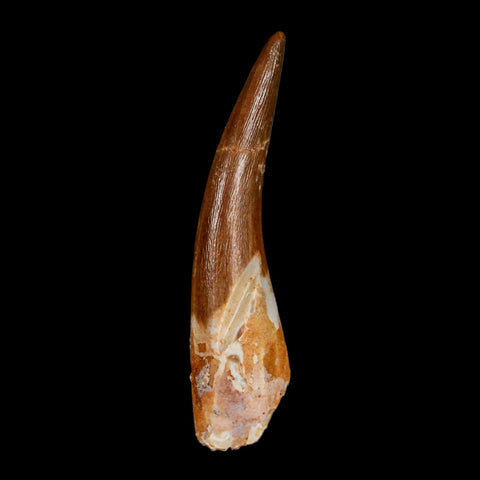 1.8" Plesiosaur Zarafasaura Tooth Fossil Cretaceous Dinosaur Era COA, Stand - Fossil Age Minerals