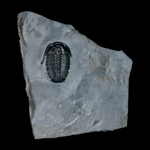 XL 1.4" Elrathia Kingi Trilobite Fossil In Matrix House Range Utah Cambrian Age COA - Fossil Age Minerals