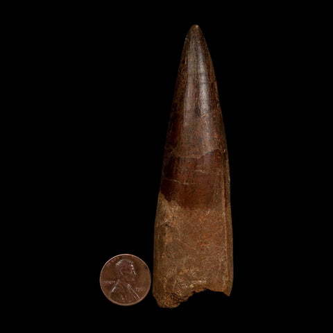 XL 4" Spinosaurus Fossil Tooth 100 Million Years Old Cretaceous Dinosaur COA