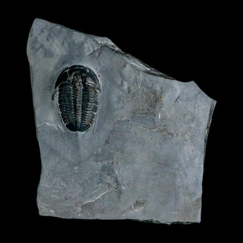 XL 1.4" Elrathia Kingi Trilobite Fossil In Matrix House Range Utah Cambrian Age COA - Fossil Age Minerals