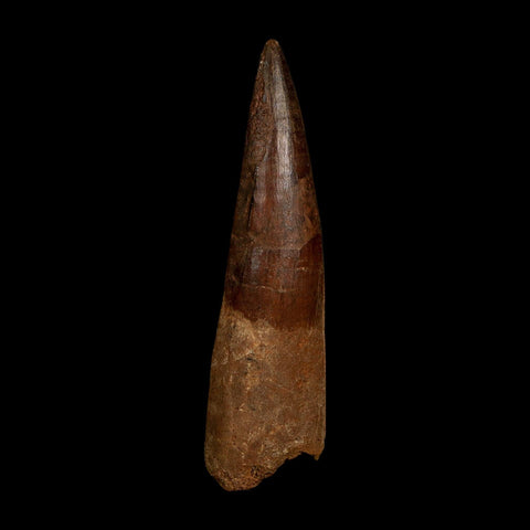 XL 4" Spinosaurus Fossil Tooth 100 Million Years Old Cretaceous Dinosaur COA