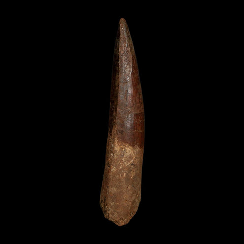 XL 4" Spinosaurus Fossil Tooth 100 Million Years Old Cretaceous Dinosaur COA