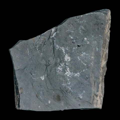 XL 1.4" Elrathia Kingi Trilobite Fossil In Matrix House Range Utah Cambrian Age COA - Fossil Age Minerals