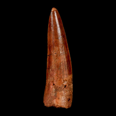 1.9" Spinosaurus Fossil Tooth 100 Million Years Old Cretaceous Dinosaur COA Stand
