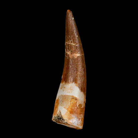 1.8" Plesiosaur Zarafasaura Tooth Fossil Cretaceous Dinosaur Era COA, Stand - Fossil Age Minerals