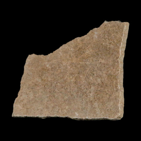 2.2" Elephant Bird Aepyornis Maximus Egg Shell Specimen Late Pleistocene Madagascar - Fossil Age Minerals
