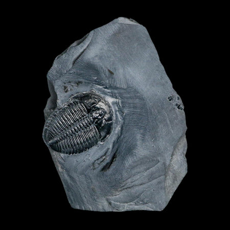 XL 1.4" Elrathia Kingi Trilobite Fossil In Matrix House Range Utah Cambrian Age COA