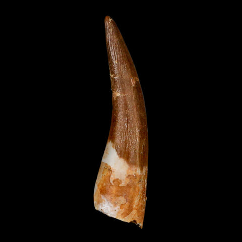 1.8" Plesiosaur Zarafasaura Tooth Fossil Cretaceous Dinosaur Era COA, Stand - Fossil Age Minerals